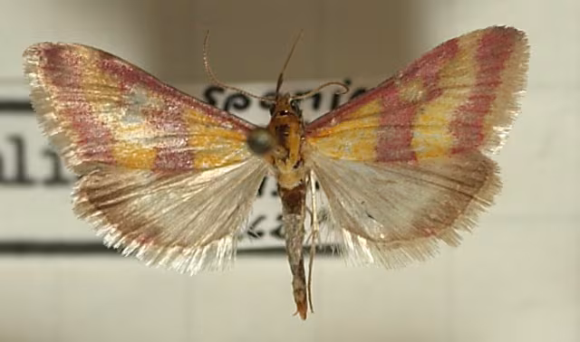 Pyrausta sanguinalis
