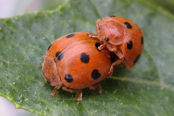 Henosepilachna argus