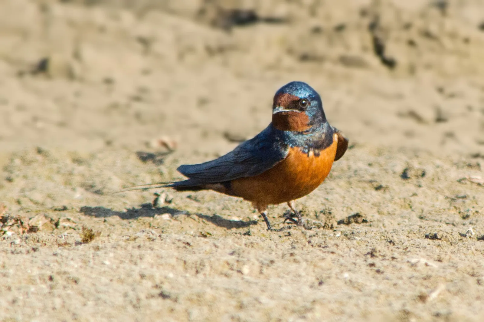 Barn Swallow