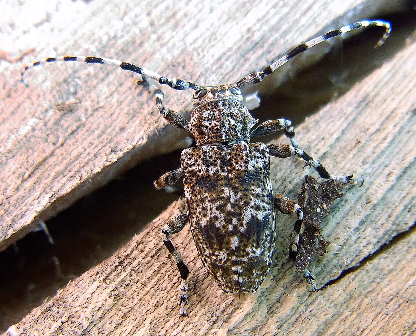 Aegomorphus clavipes