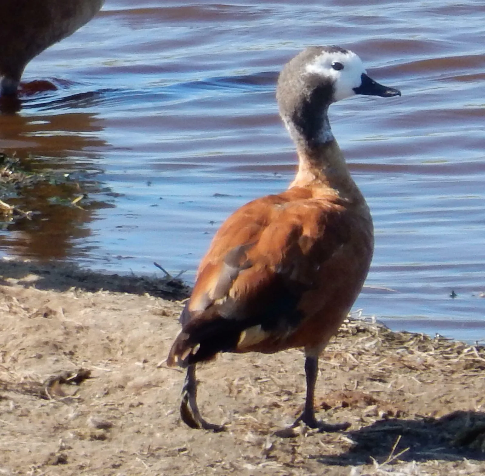 South African Shelduck