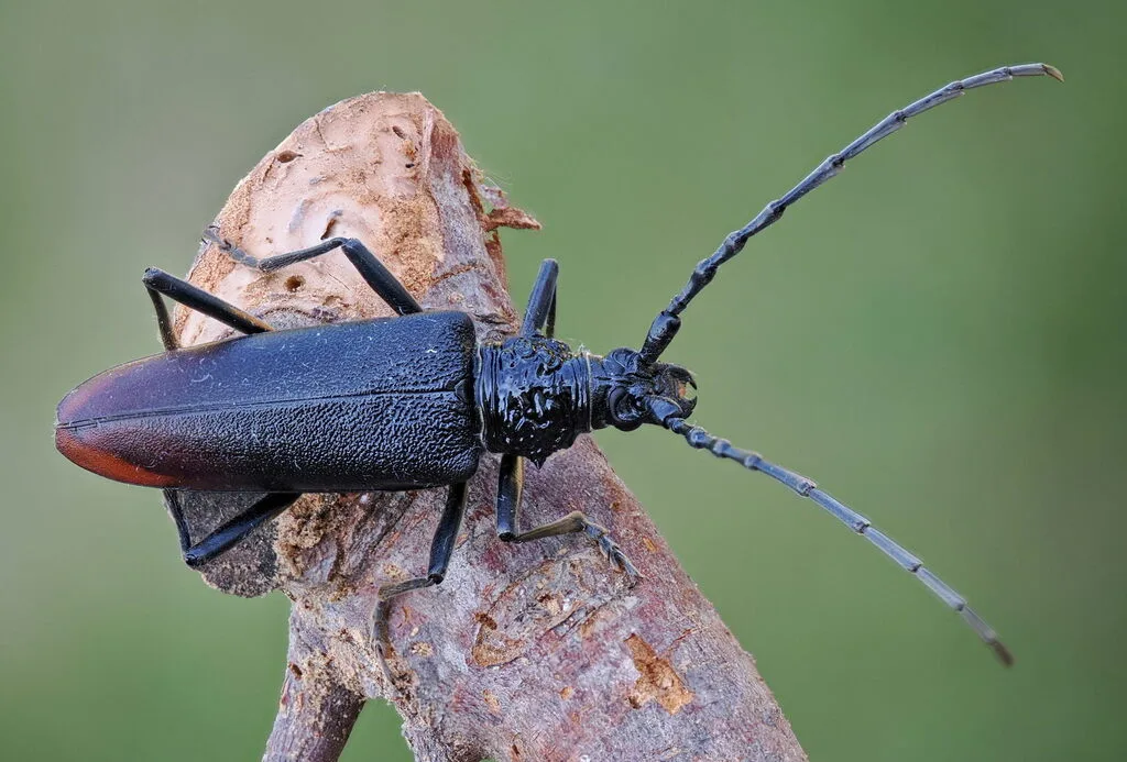 Great capricorn beetle