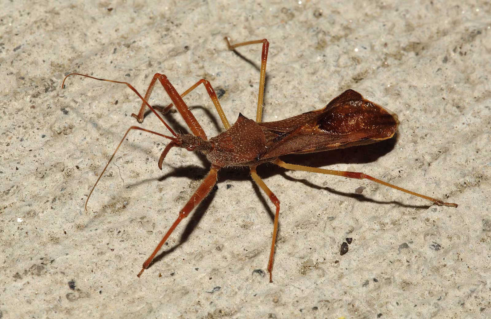 Nagusta goedelii