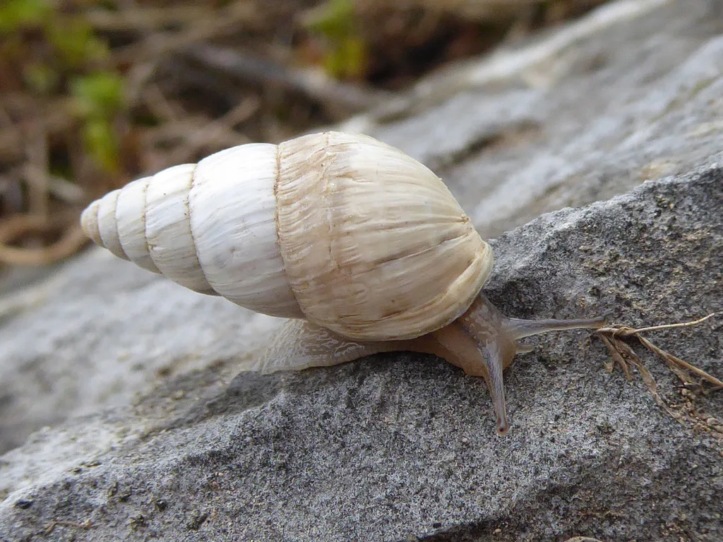 Zebrina detrita