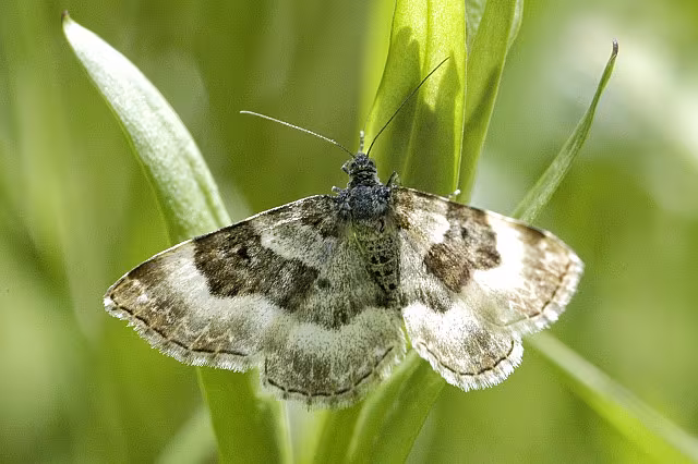 Epirrhoe rivata