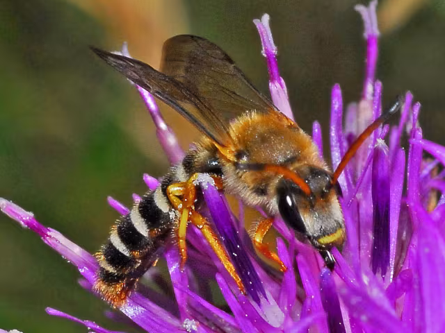Halictus sexcinctus