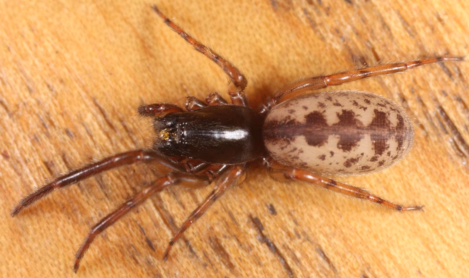 Segestria senoculata