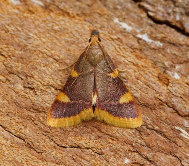 Hypsopygia costalis