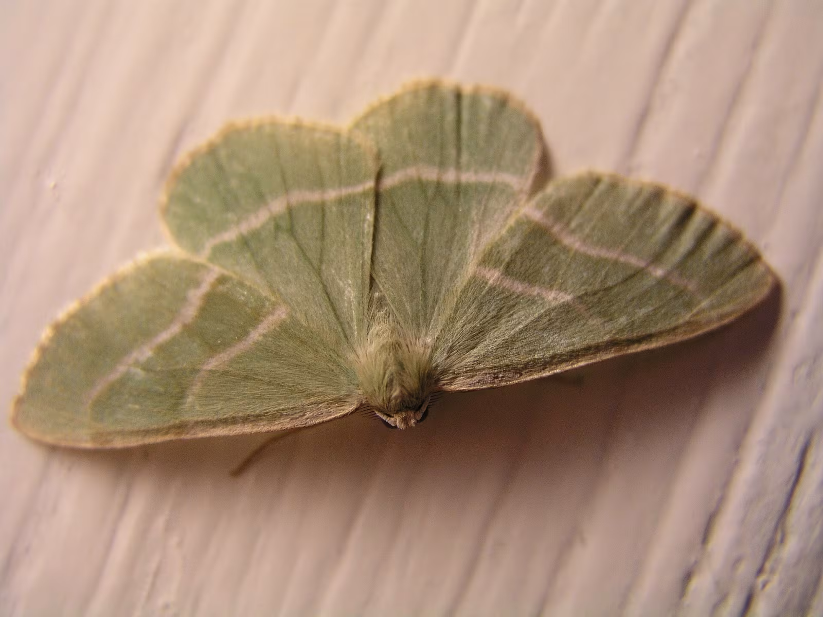 Hylaea fasciaria