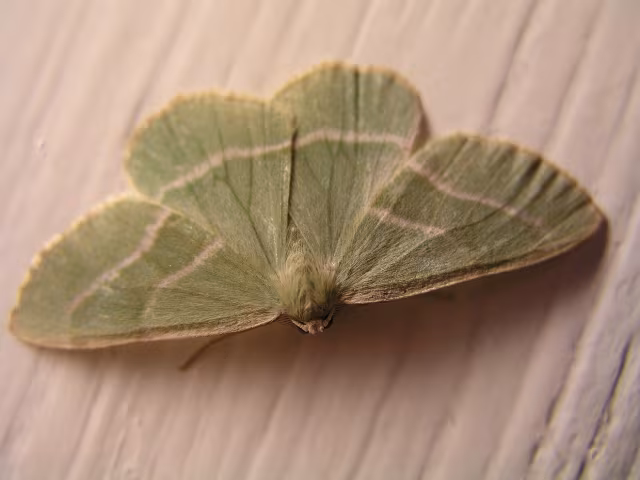 Hylaea fasciaria