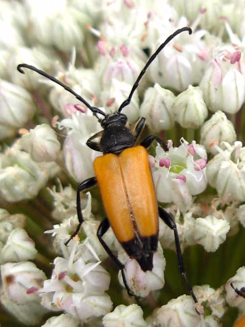Paracorymbia fulva