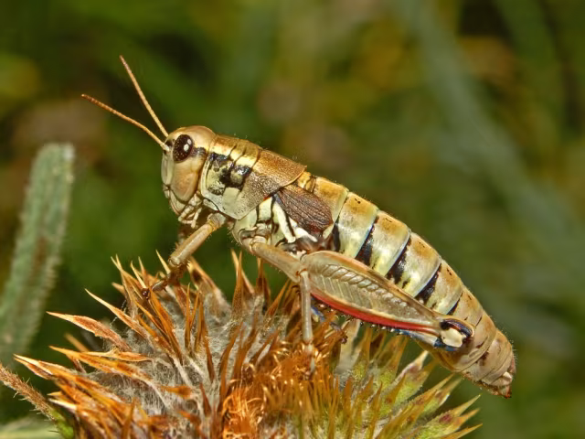 Podisma pedestris