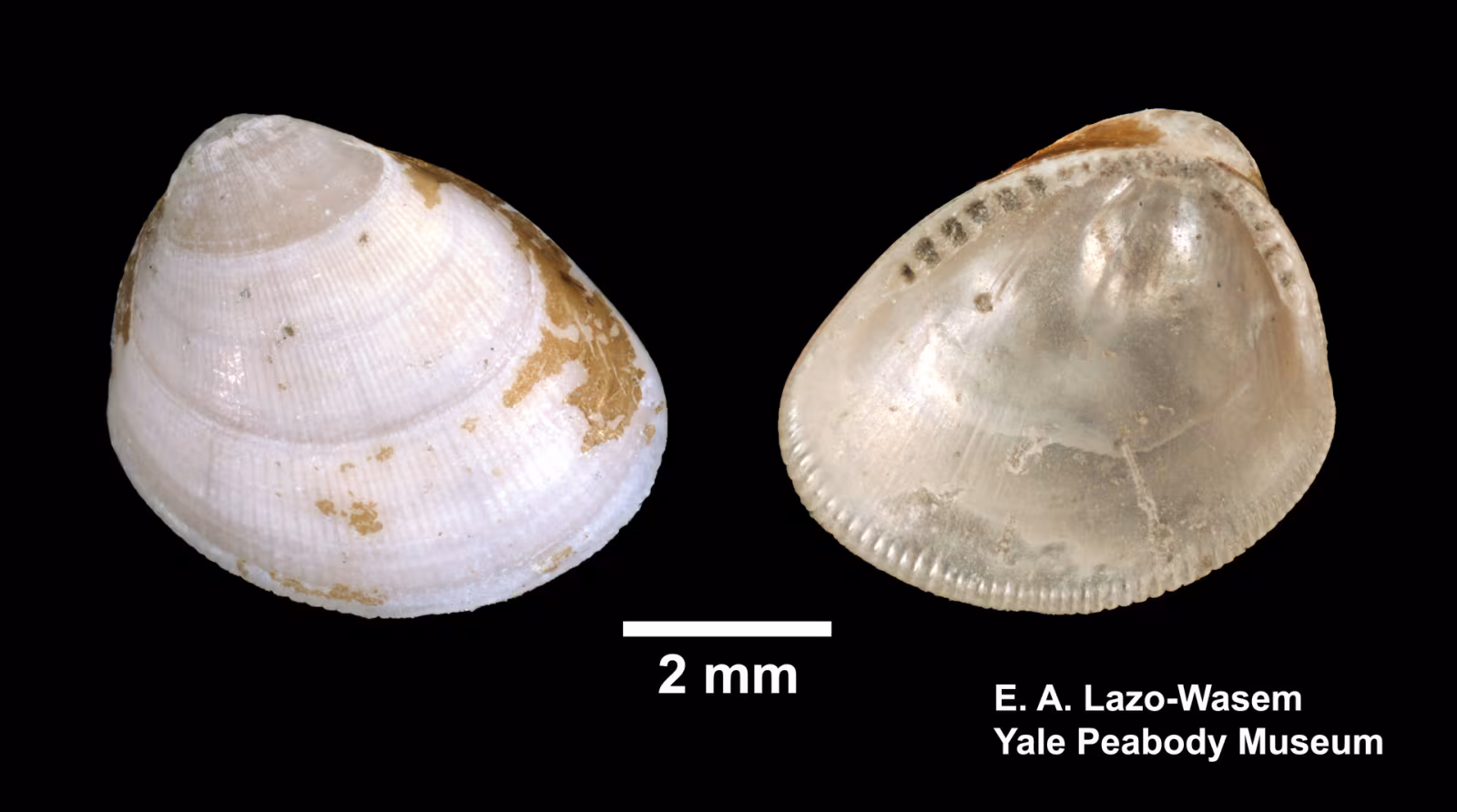 Atlantic Nut Clam