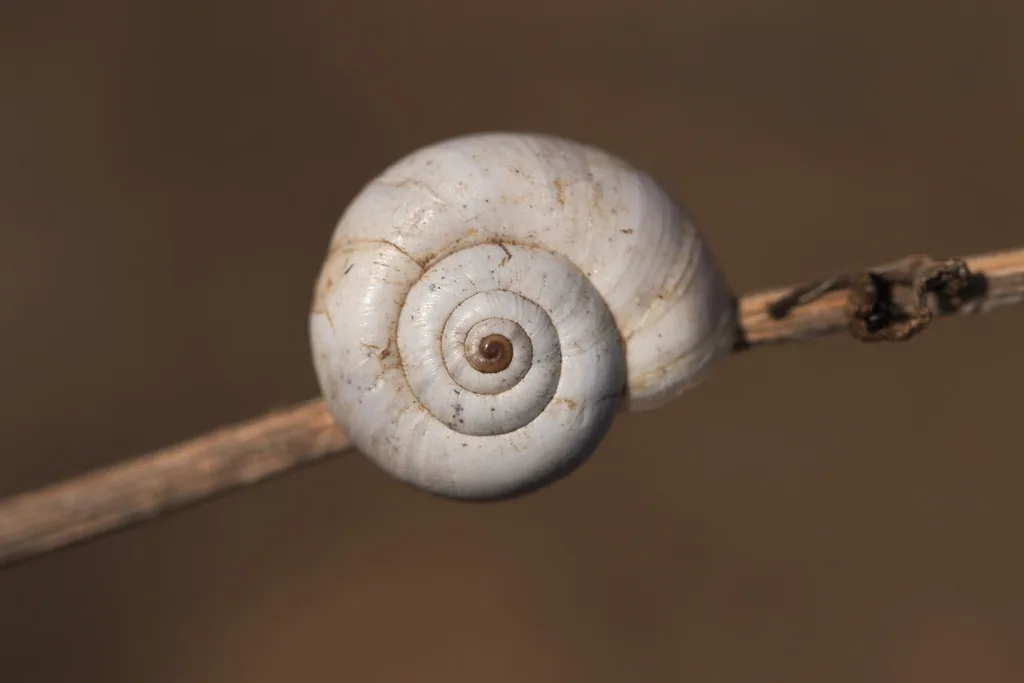 Xeropicta derbentina