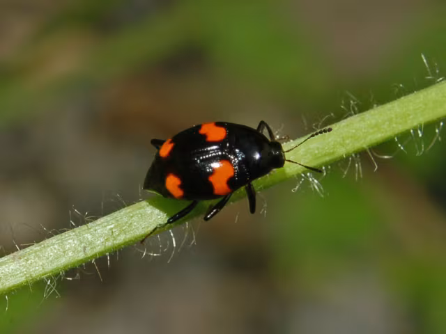 Scaphidium quadrimaculatum