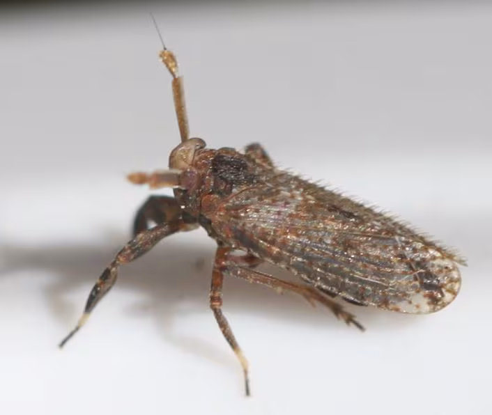 broadened planthopper