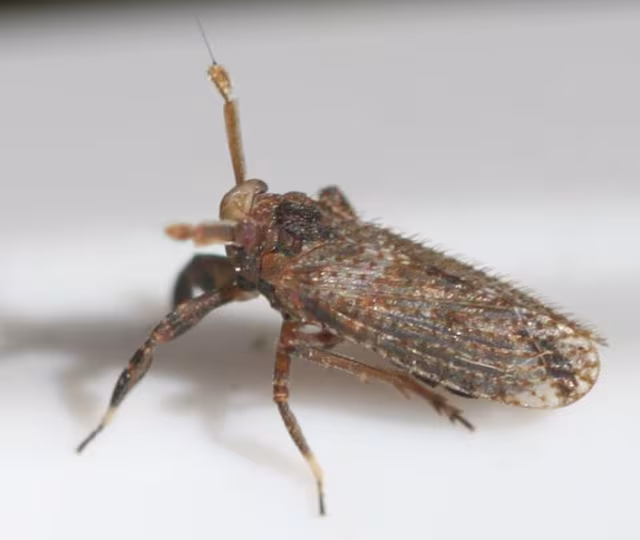 Asiraca clavicornis