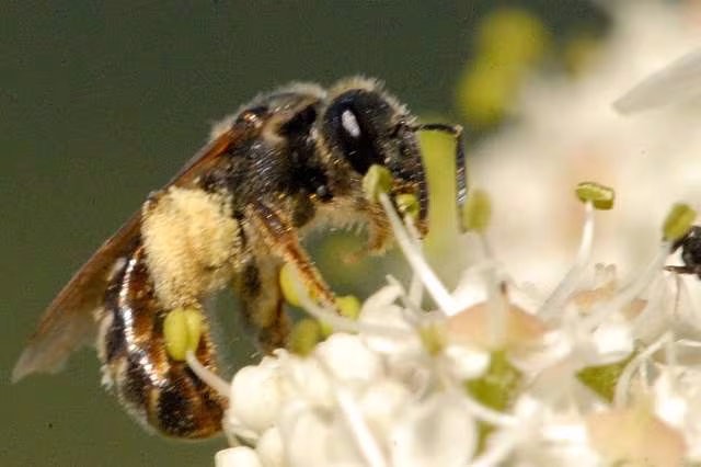 Lasioglossum leucozonium