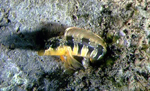 Dalmatian Blenny