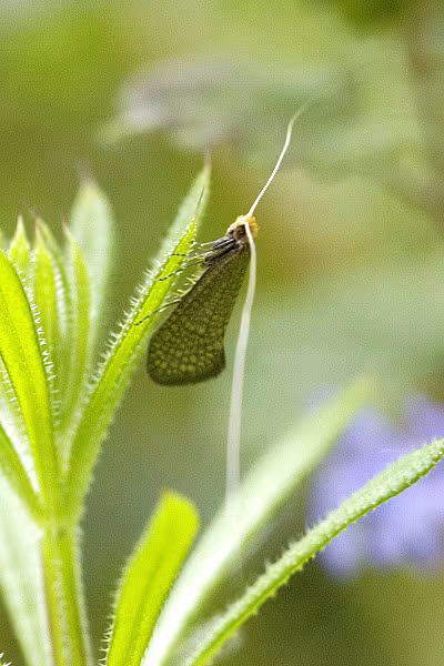 Nematopogon adansoniella