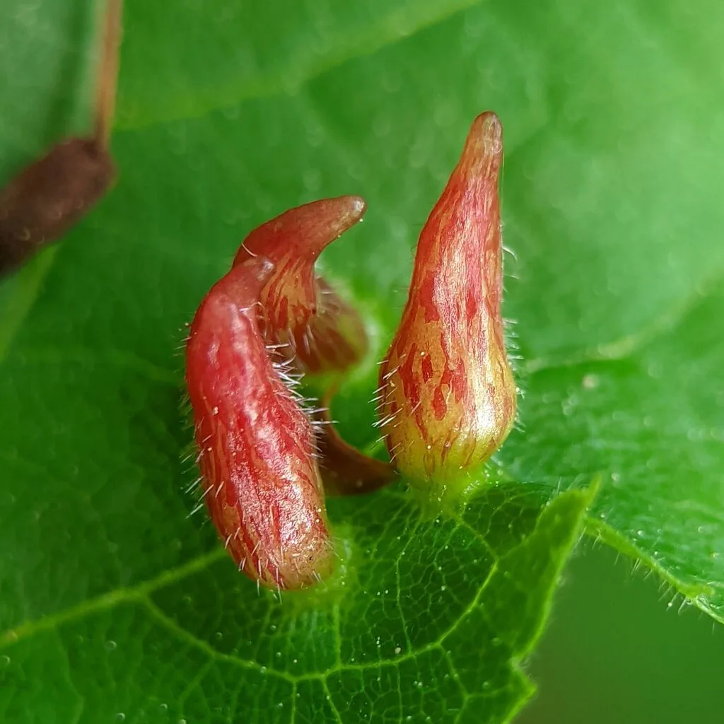 Red Nail Gall Mite