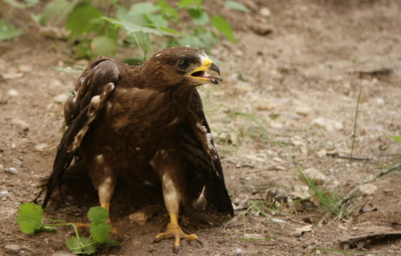 Falco pecchiaiolo
