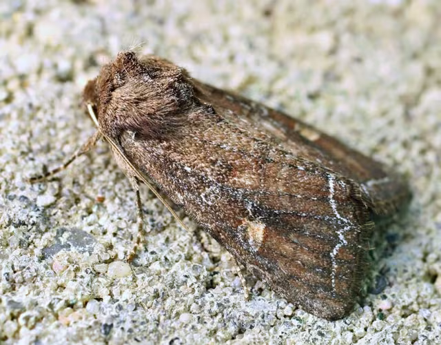 Lacanobia (Diataraxia) oleracea
