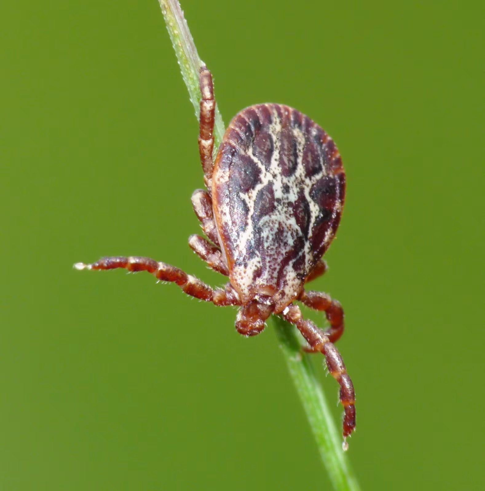 Ornate Sheep Tick