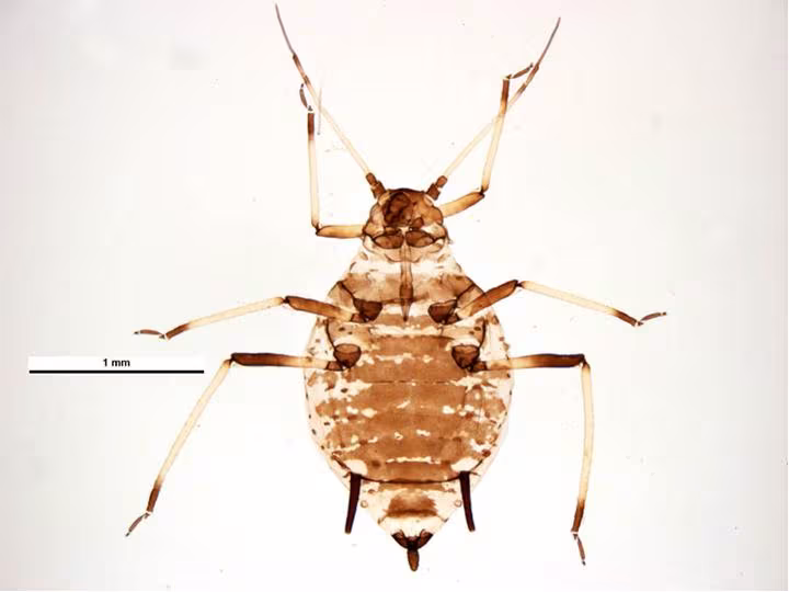 Cowpea Aphid