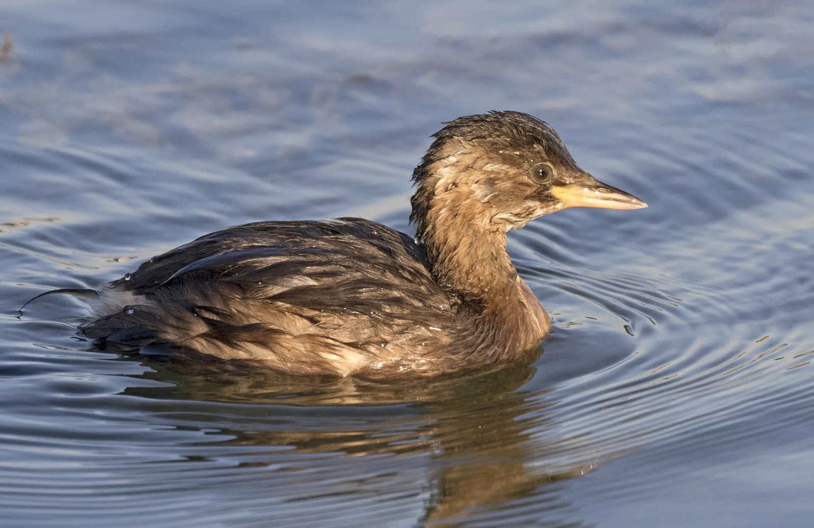 Little Grebe