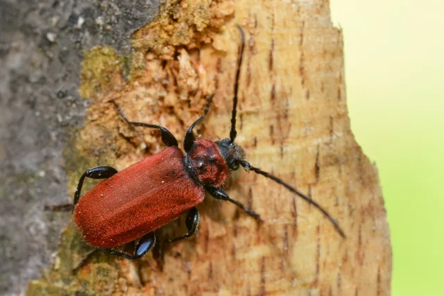Pyrrhidium sanguineum