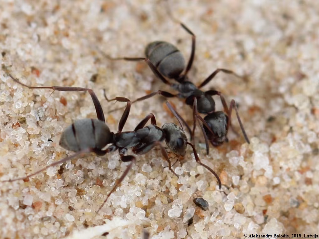 Formica fusca