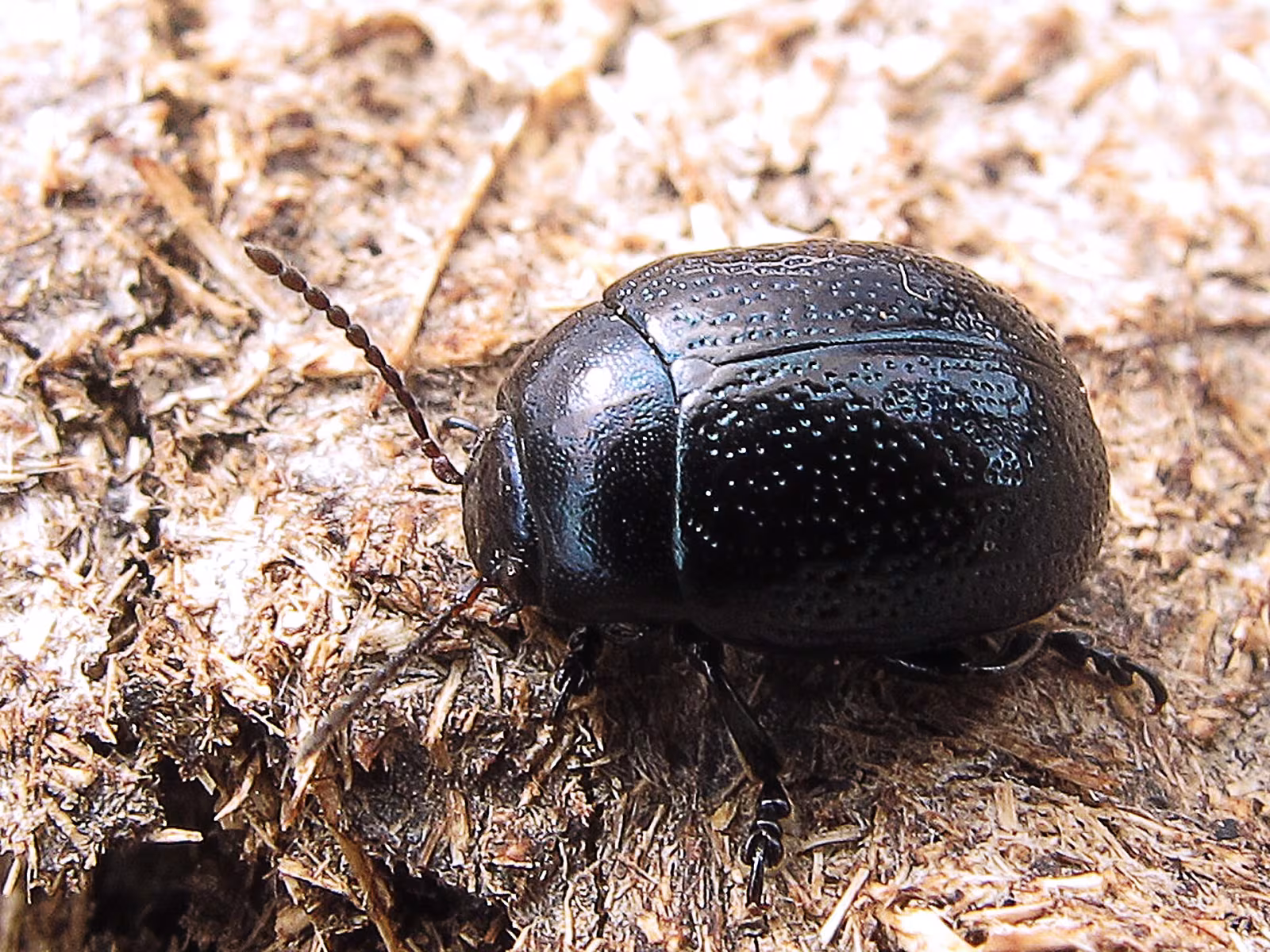Chrysolina haemoptera