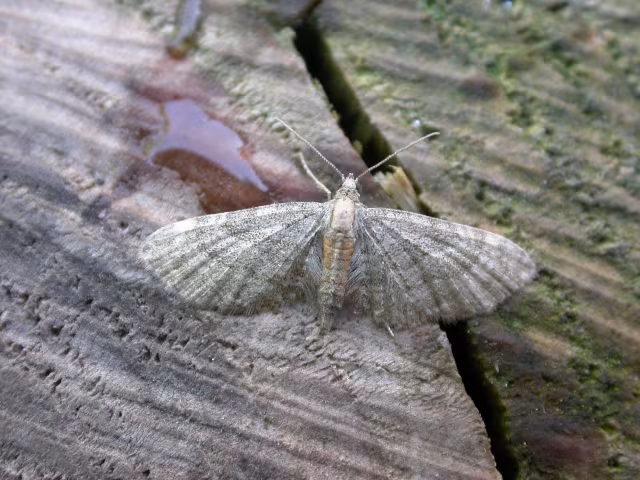 Eupithecia haworthiata