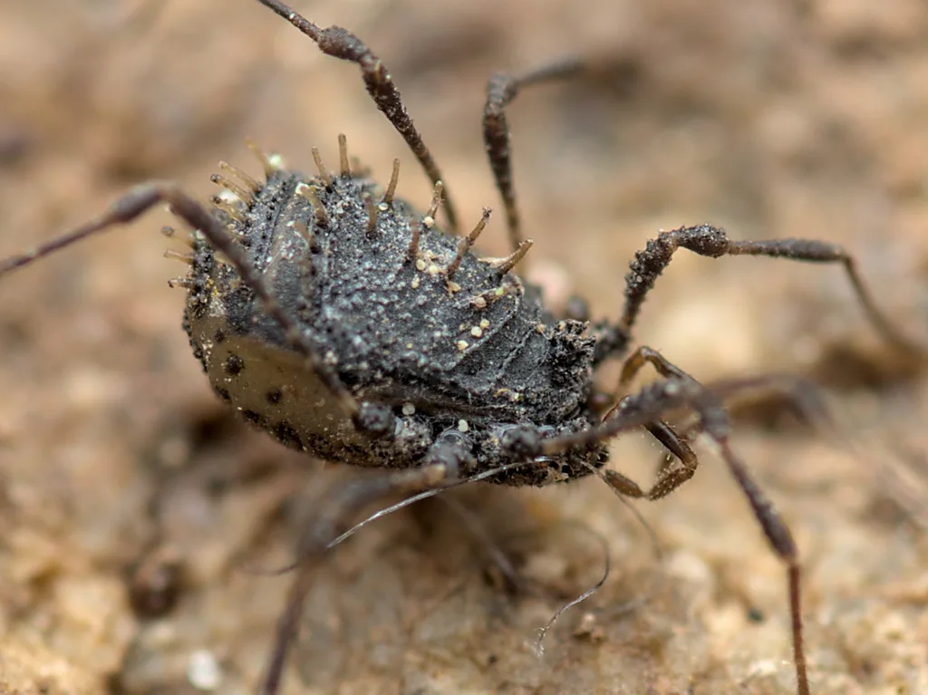 Centetostoma centetes