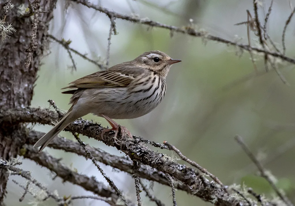 Prispolone indiano