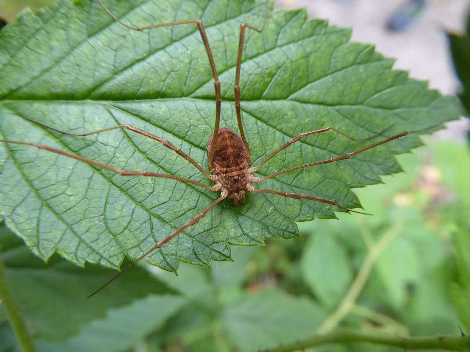 Saddleback Harvestman