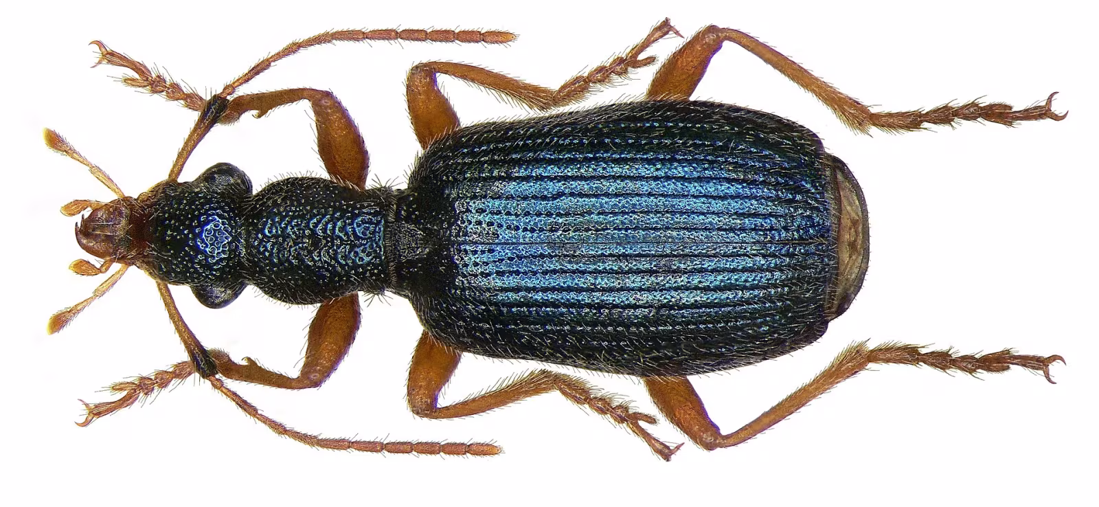 Drypta dentata