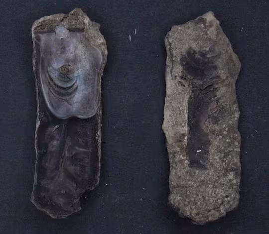 Bean Hammer Oyster