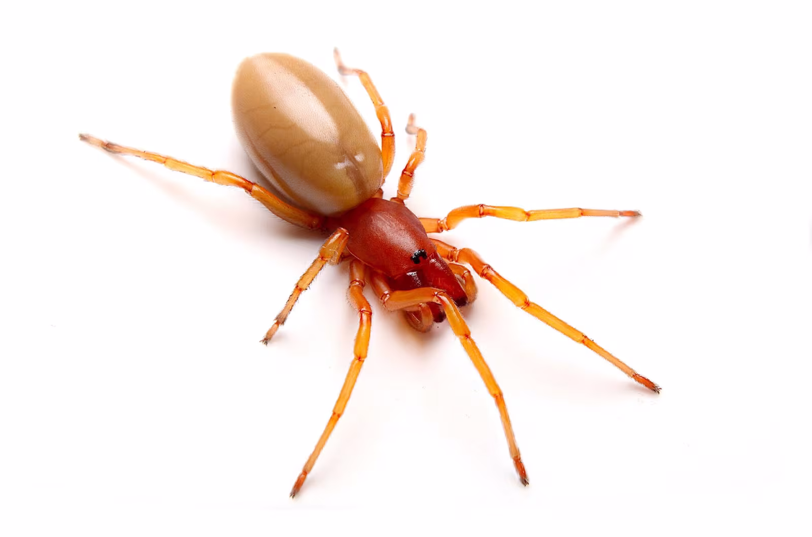 Dysdera crocata