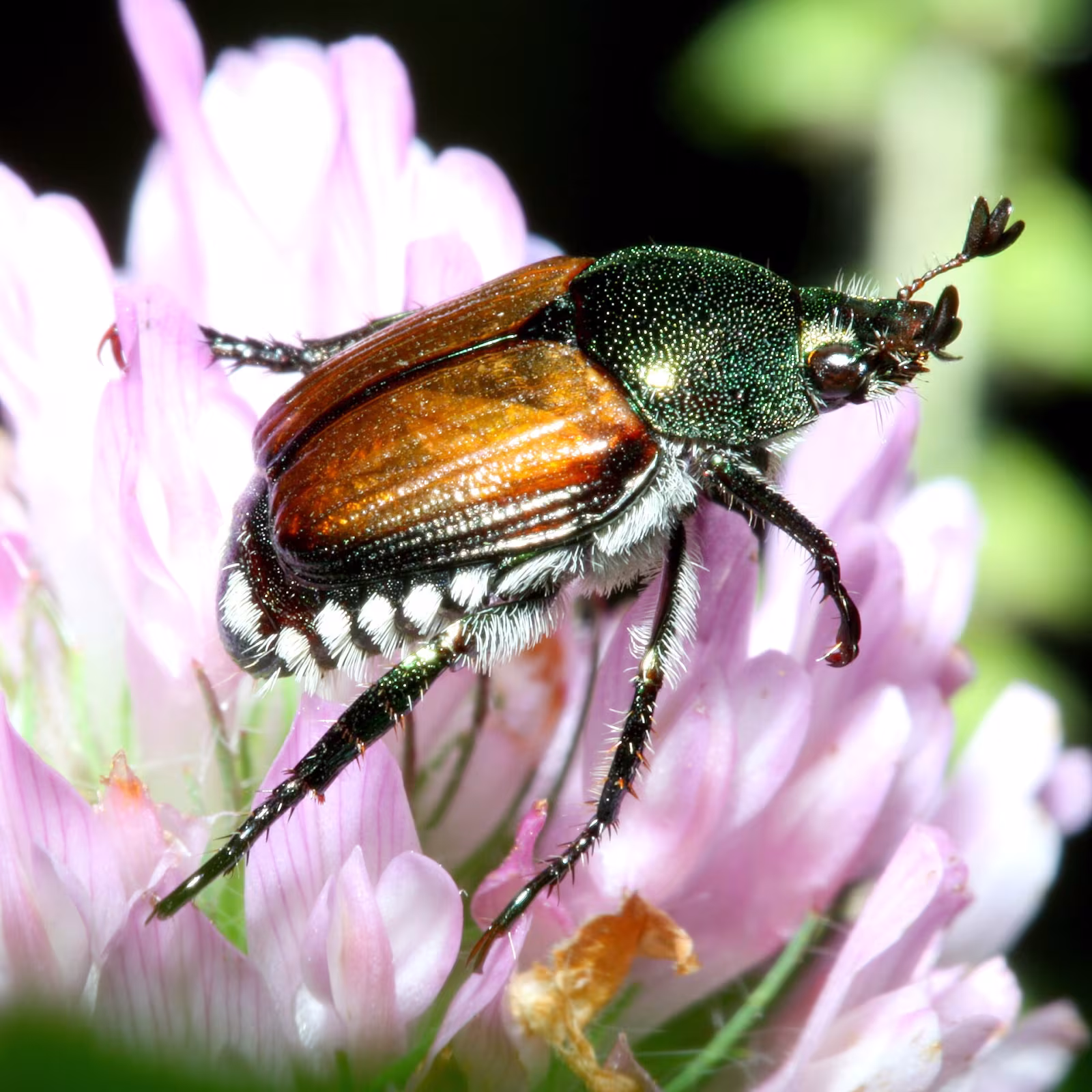 Japanese Beetle