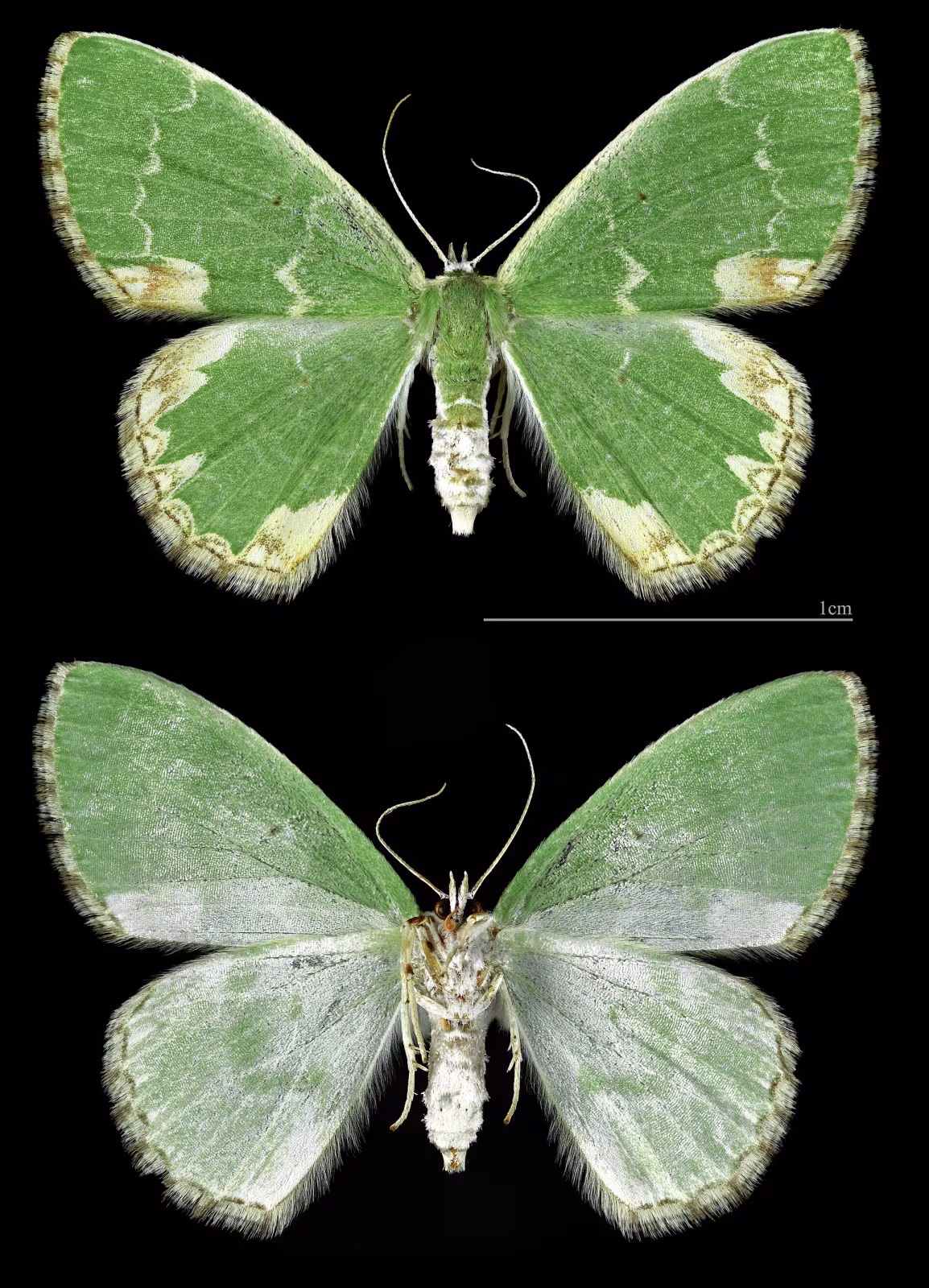 Comibaena bajularia