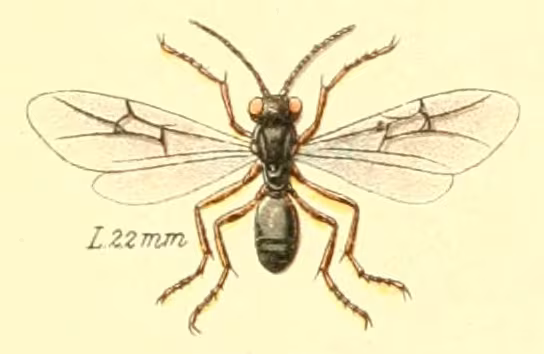 Diastrophus rubi