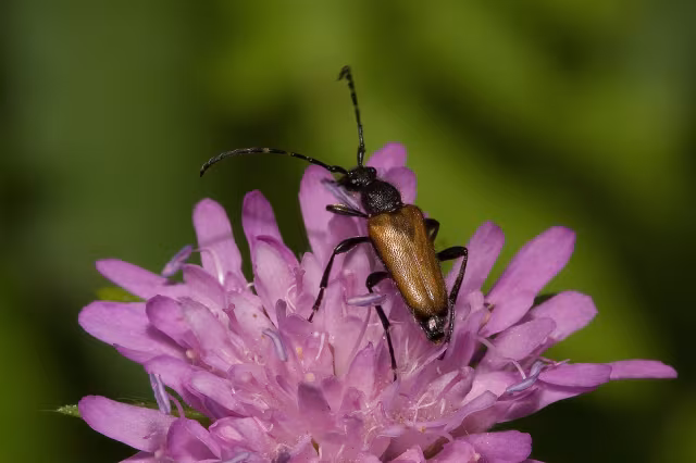 Paracorymbia maculicornis