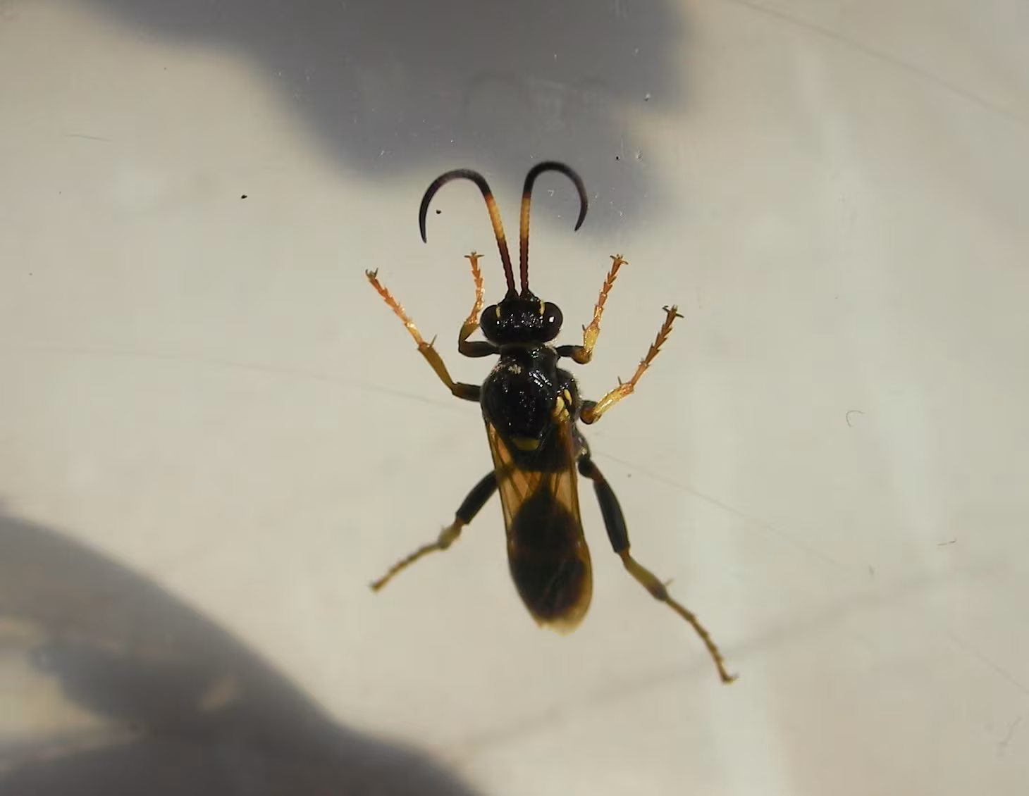 Ichneumon xanthorius