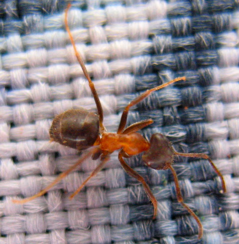 Formica bicolore