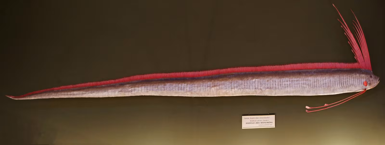 Re di aringhe