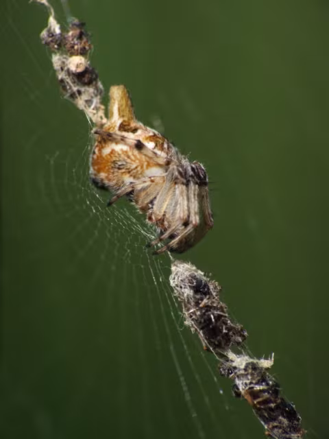 Cyclosa sierrae