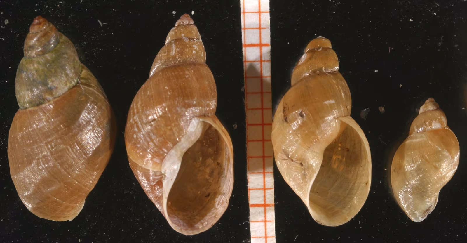 Stagnicola palustris