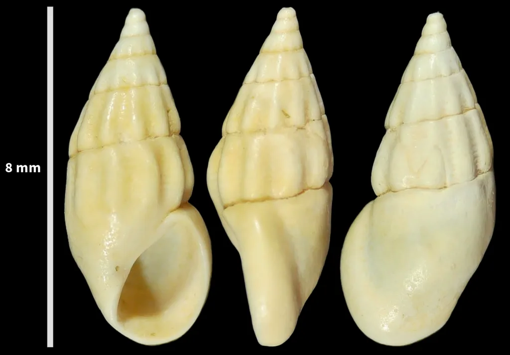 Rissoa ventricosa